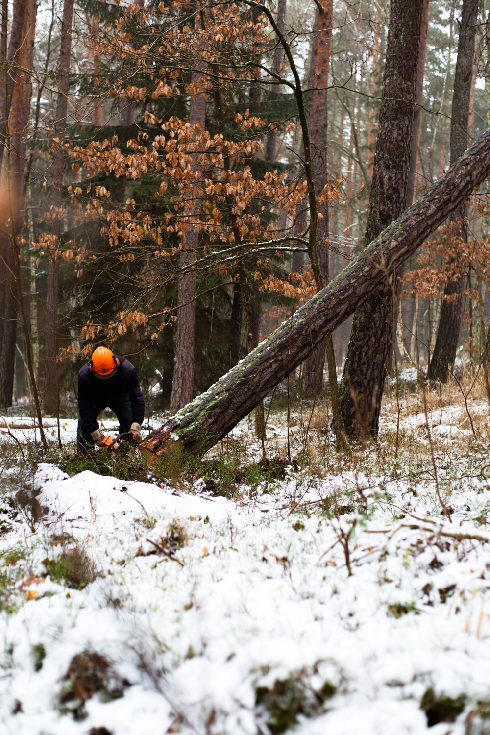 Trädbesiktning i Malmö ger svar på dina frågor