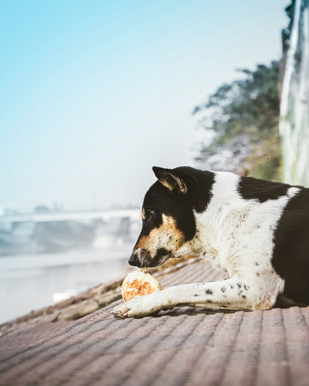 Hundfoder  så väljer du rätt mat för en frisk och nöjd hund
